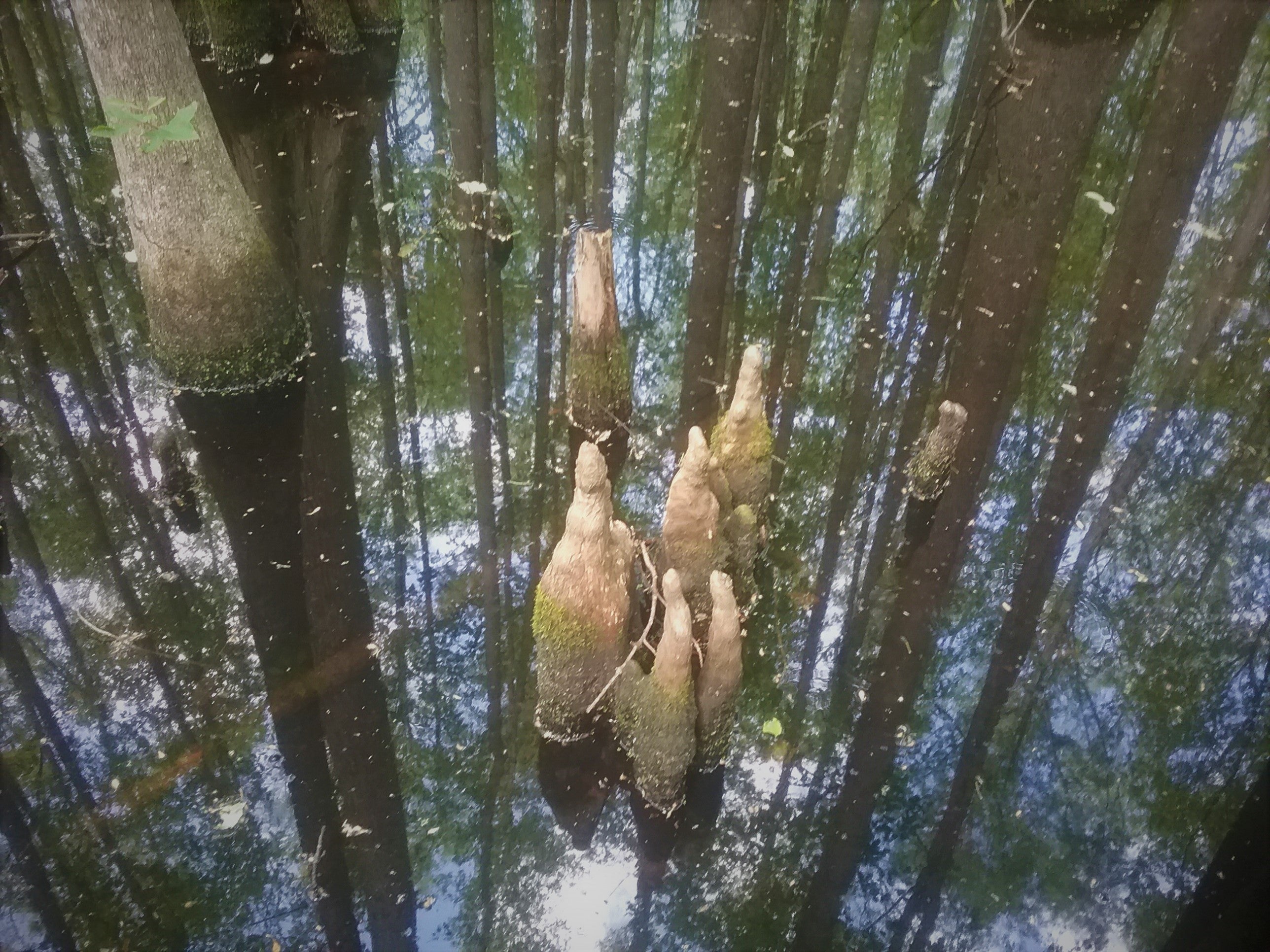 Small clump of root like structures protruding out of a water. 